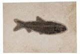 Detailed Fossil Fish (Knightia) - Wyoming #211181-1
